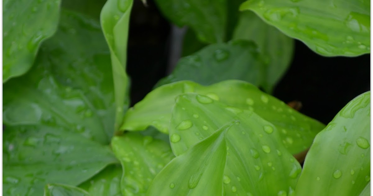 3 Top Medicinal Uses Of Insulin Plant Costus Igneus For