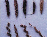 At top, a row of wheat seed heads. At bottom, a row of similar seed heads to a plant called darnel.