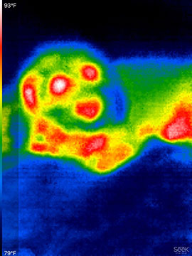 Astronomer Assistant Ruby in IR using new Seek Thermal camera (Source: Palmia Observatory)
