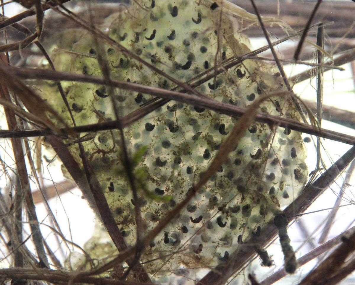 Rickshaw Unschooling Raising Tadpoles Red Legged Frogs in South