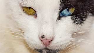alt="gato con dos colores distintos en un mismo ojo"