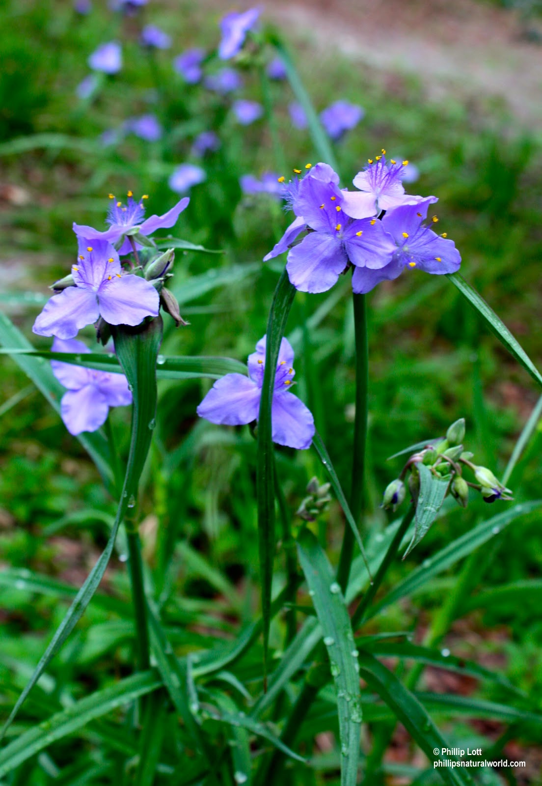 Florida Plants Purple Flowers Native Florida Wildflowers Beach Verbena Gladularia For