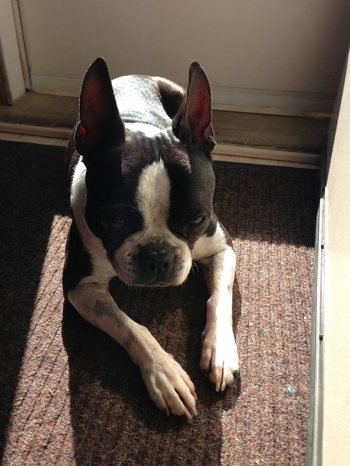 Northeast Boston Terrier Rescue Cooper Goes to the