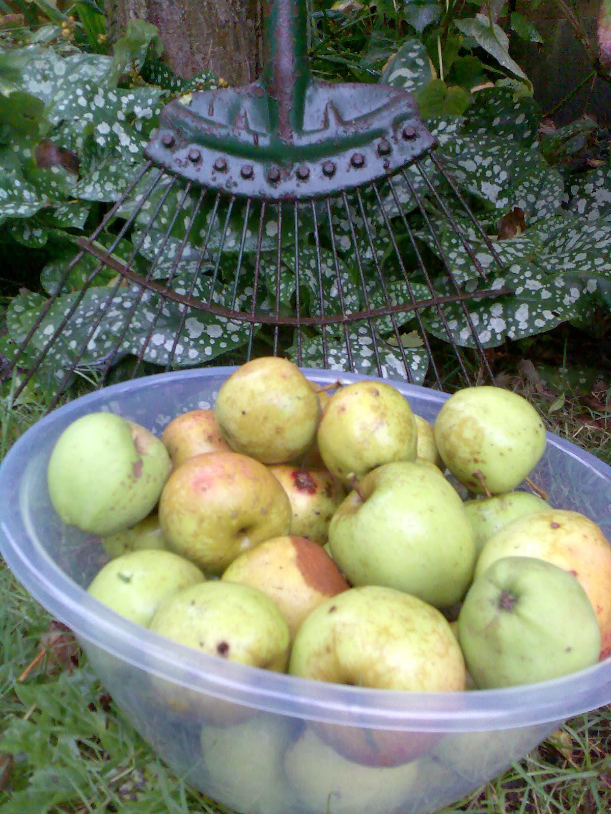 Ben's Adventures in Wine Making Apple Wine 2016 The Making Of...