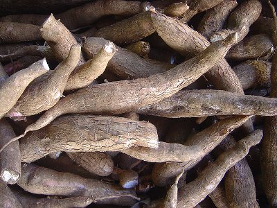 cassava root, cassava, yucca root, yucca recipes