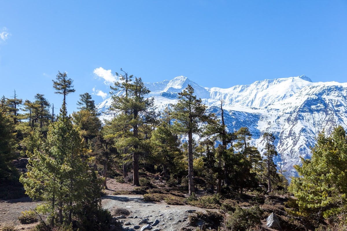 200км по красно-белым черточкам.. Around Annapurna. март-апрель 2017