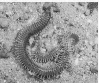 Helmintele purtate de sol și schistosomiaza - Cum sunt transmise helmintele prin sol
