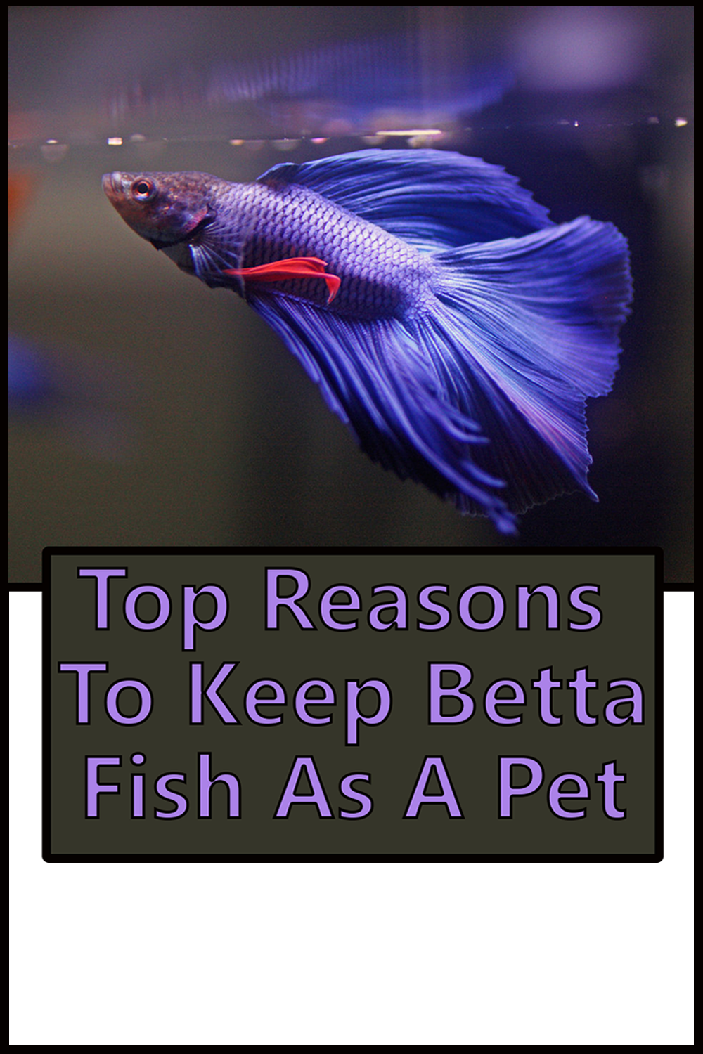Top Reasons To Keep Betta Fish As A pet The Buzz Land