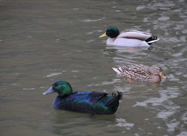 Ducks in Zoetermeer