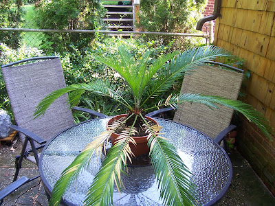 HOME | FOOD | GARDEN: Time to Trim the Sago Palm