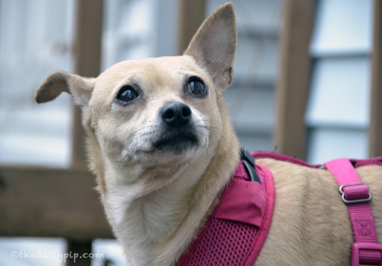 A Chihuahua puppy mill survivor Adopting puppy mill survivors, Reba, Chihuahua's story