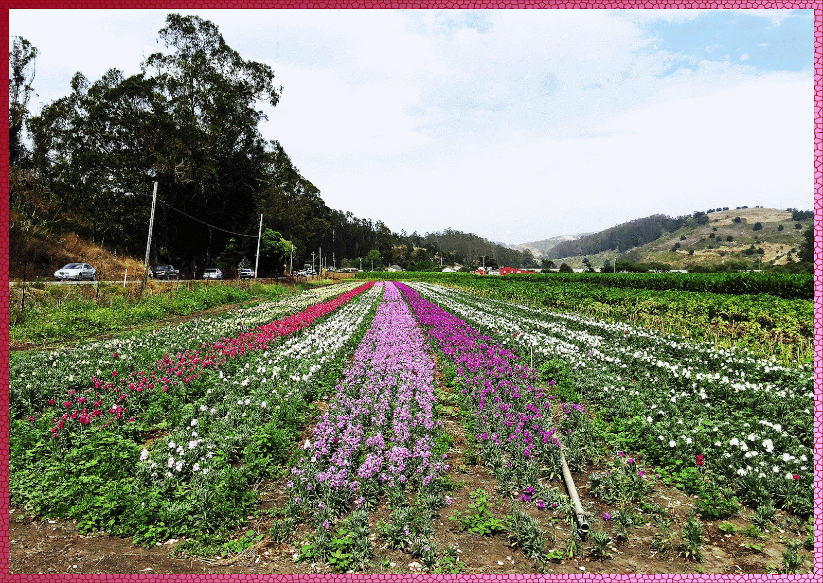 Postcard From California Road to Half Moon Bay Sanchez Farm (field trip)
