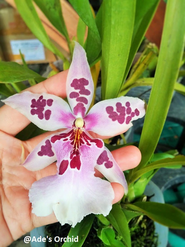 Ade's Orchid Beallara Peggy Ruth Carpenter "Morning Joy"