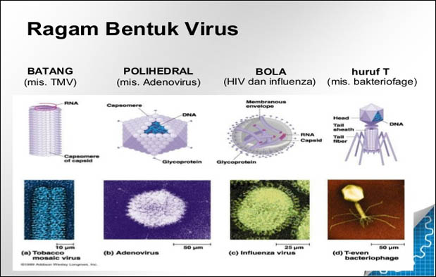 Struktur Tubuh dan Macam Macam Bentuk Virus + Gambar