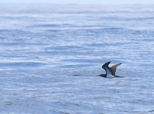 Brown Booby Brown Booby