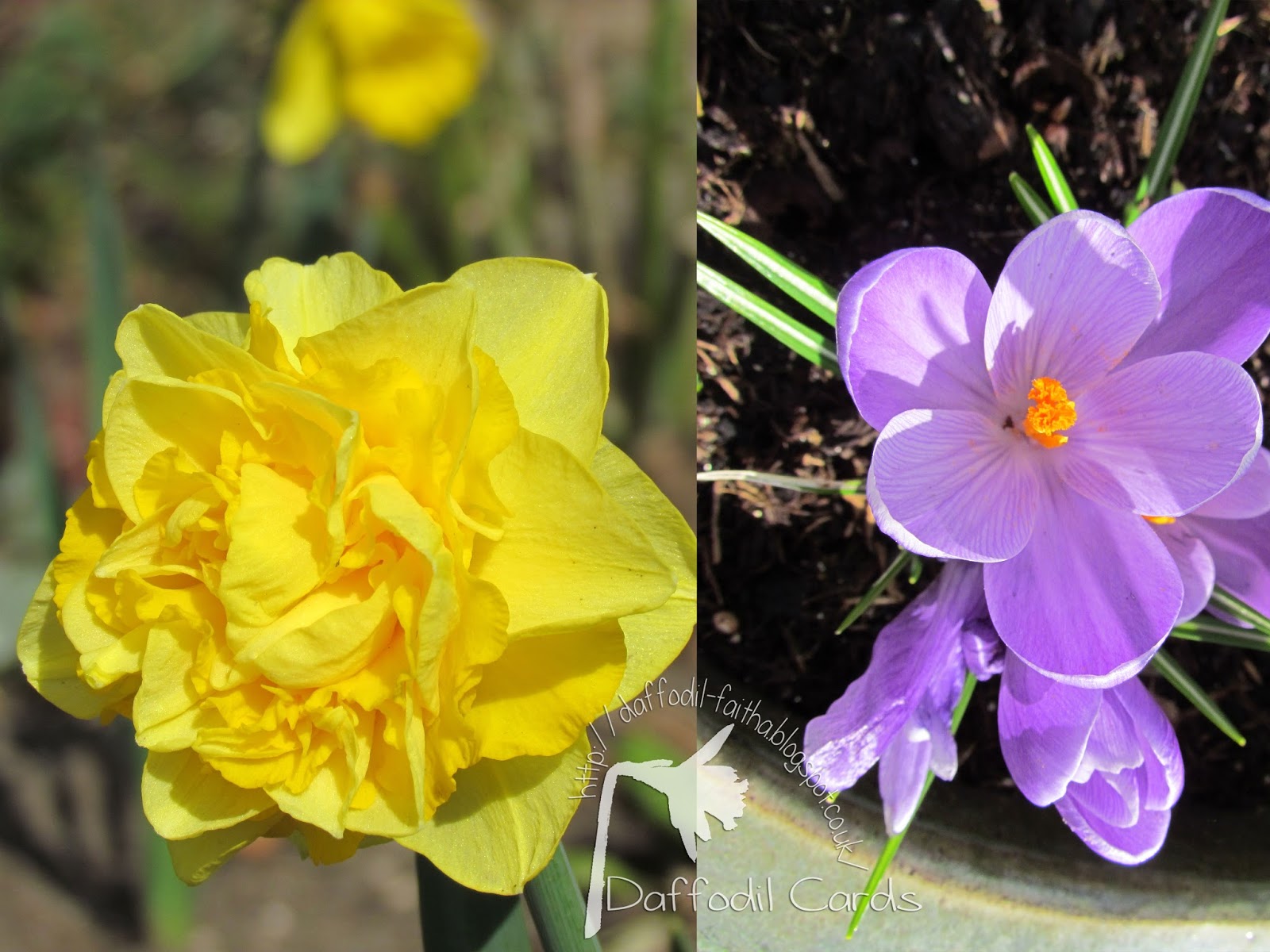 Daffodil Cards A Scary story, but NOT Halloween!