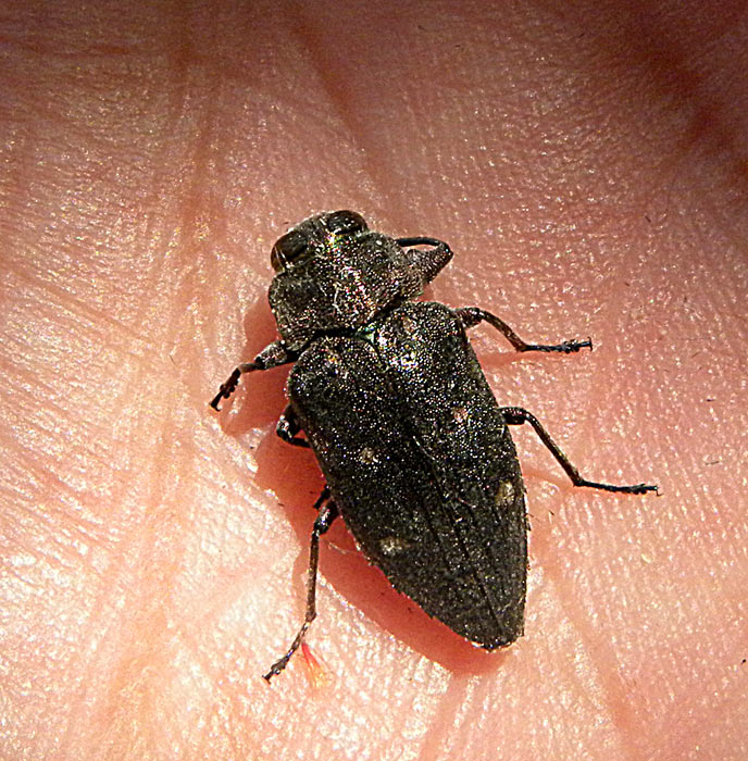 Foto-Natura-Huesca: златка дубовая Chrysobothris affinis Johan ...
