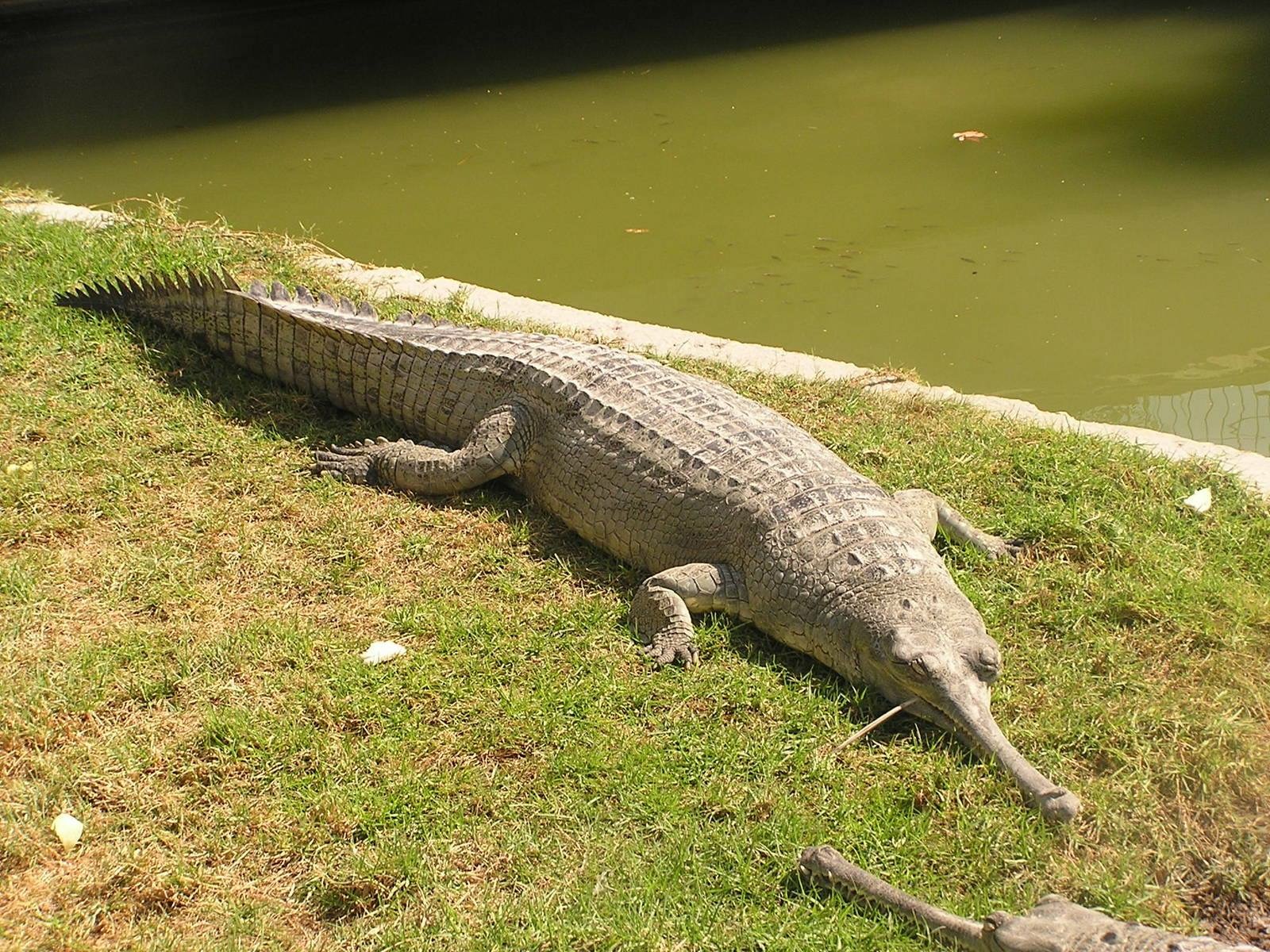 Особь 6 букв. Гангский гавиал. Гавиал крокодил. Гангский гавиал (Gavialis gangeticus). Крокодил Аллигатор гавиал.