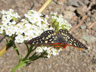 Common yarrow, Achillea millefolium