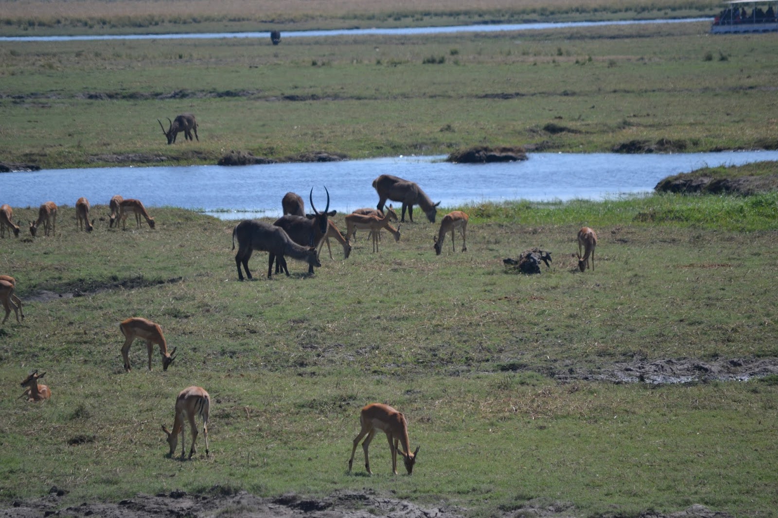 Southern Africa Safari 2017 : Southern Africa Safari 2017 – Days 14, 15 &16