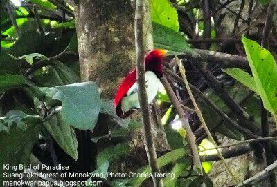 King Bird of Paradise in Susnguakti forest King Bird of Paradise (Cicinnurus regius) in Arfak mountains of Manokwari
