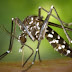 FIQUE SABENDO! / Mosquito da família Aedes Aegypti chega à Bahia e pode transmitir até sete doenças