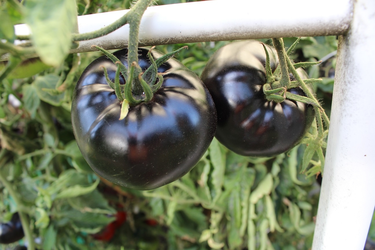 kypsyy mustaäiti saalis tytär Porno