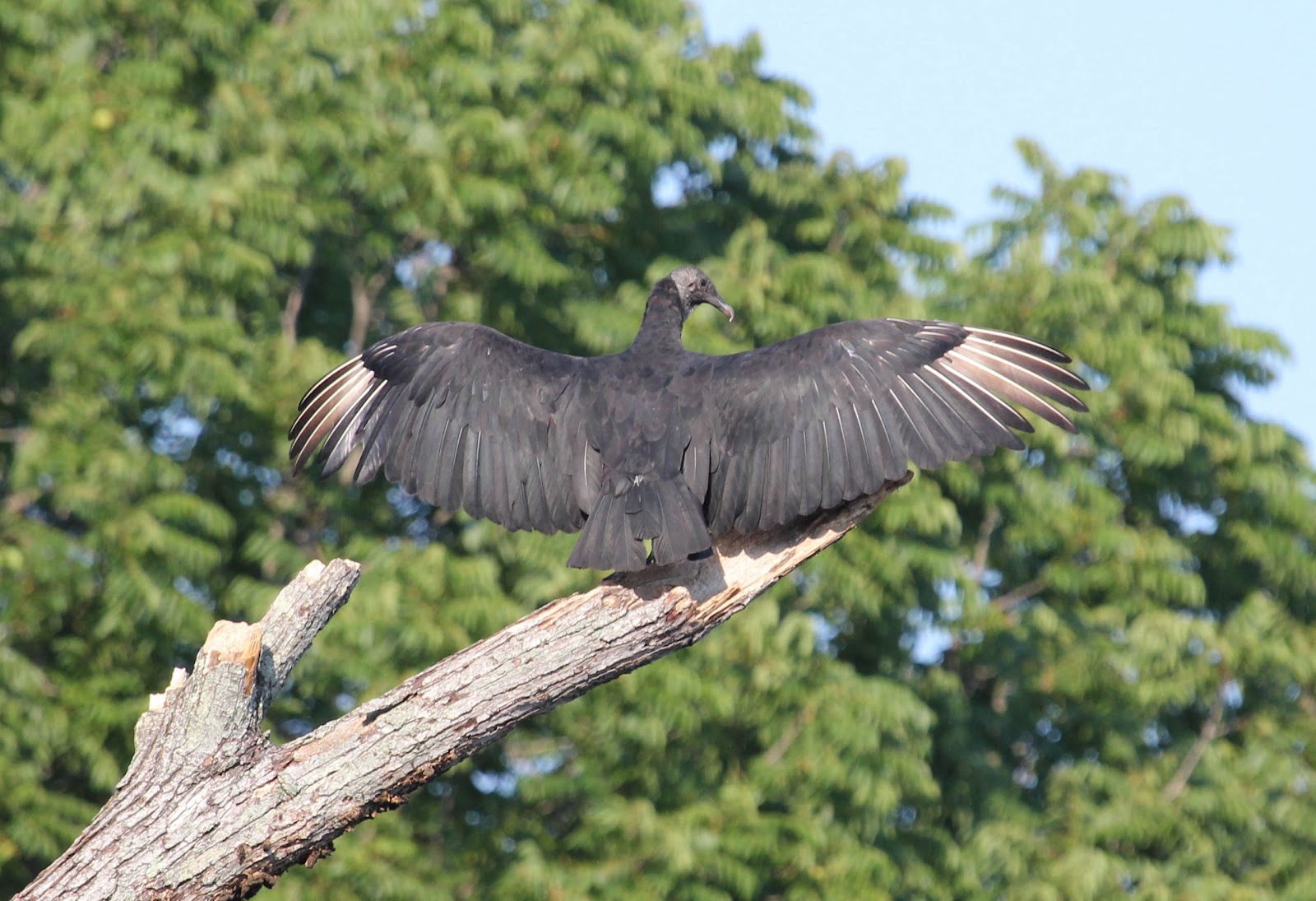 One Bird A Day Day 198 Black Vulture