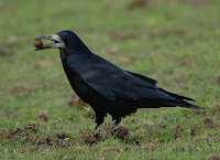 gawron