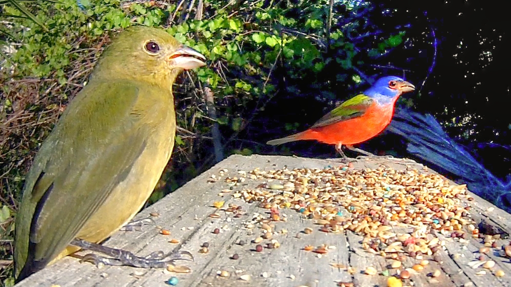 Backyard Birding....and Nature Painted Buntings Arrive in Florida For