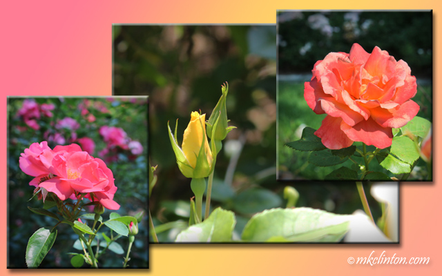 Pink, yellow and peach roses