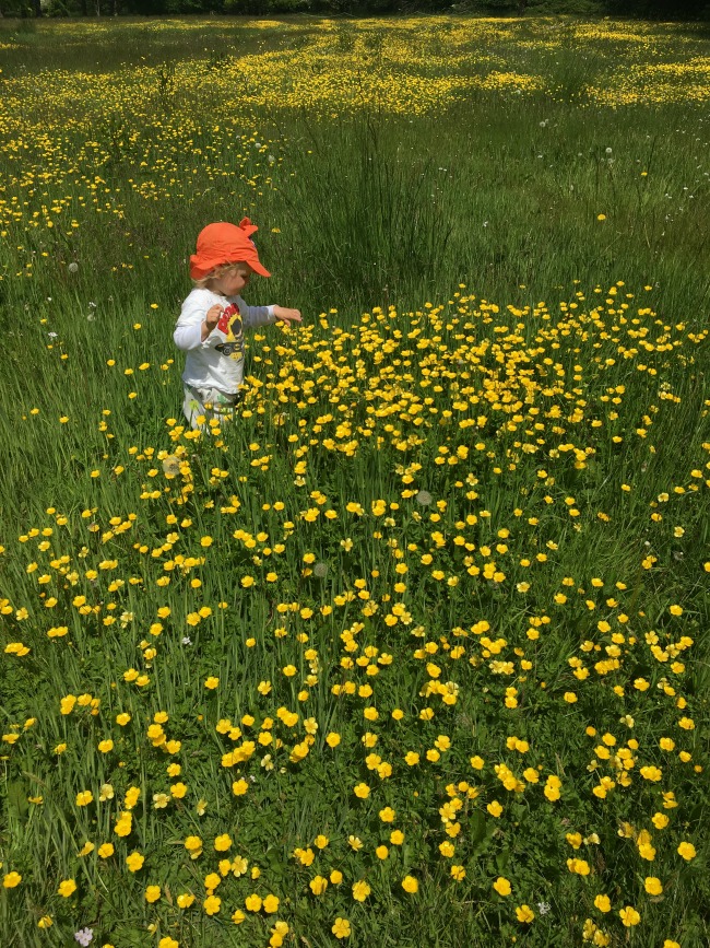 toddler-stood-in-buttercup-field-Dyffryn-Gardens