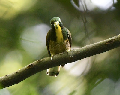 Yellow-Throated Cuckoo, Chrysococcyx flavigularis