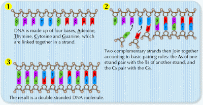 ALL ABOUT DNA: FORENSIC DNA