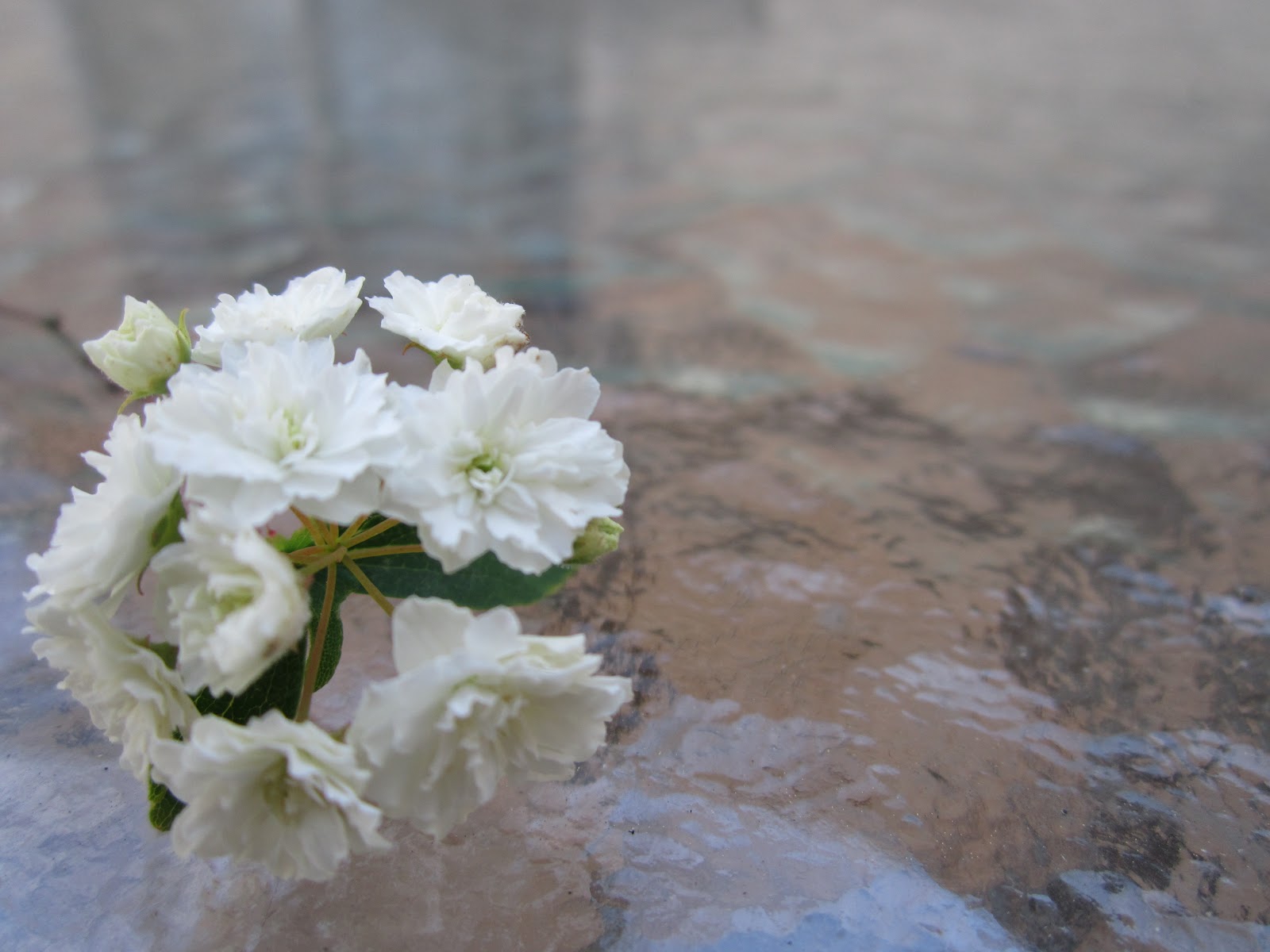 wanderlust The First Flower {notethese pictures were taken along