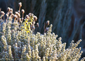 Gartenblog Geniesser-Garten : Winter im Garten
