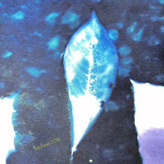 Wet cyanotype_Sue Reno_Image 556