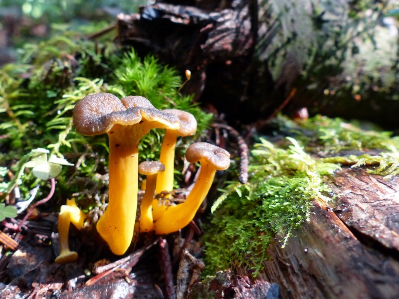 Faaxaal Photos nature gratuites et libres de droits Craterellus