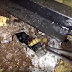 Man got terrified after he pulls maggot from a hole as are the viewers!