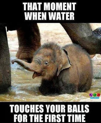 That moment when, funny baby elephant, animal jokes pictures