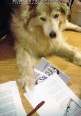 Take Your Dog To Work!