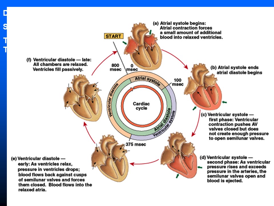 Stages Of The Cardiac Cycle