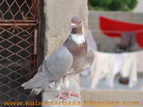 Pakistani Pigeon Video Download