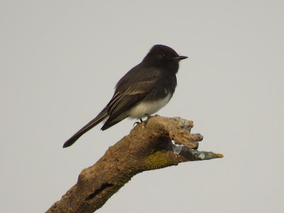 Colusa National Wildlife Refuge California birding hotspot