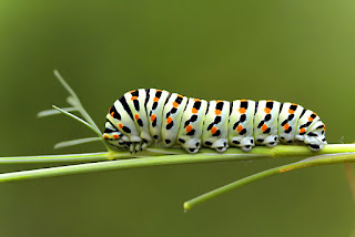 Para ampliar Papilio machaon (Macaón) hacer clic
