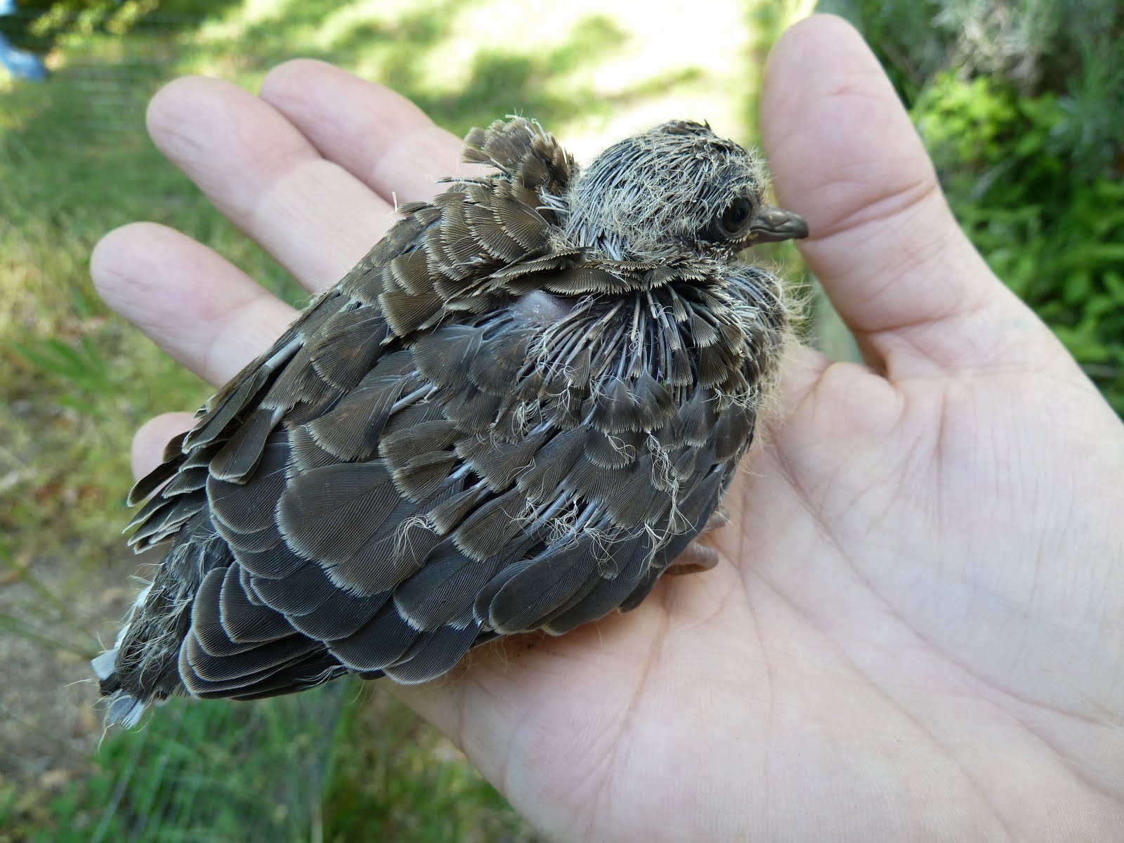 CRYSTAL CLEAR Have you ever seen a baby dove?
