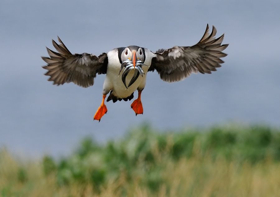 Puffin with Small Fish