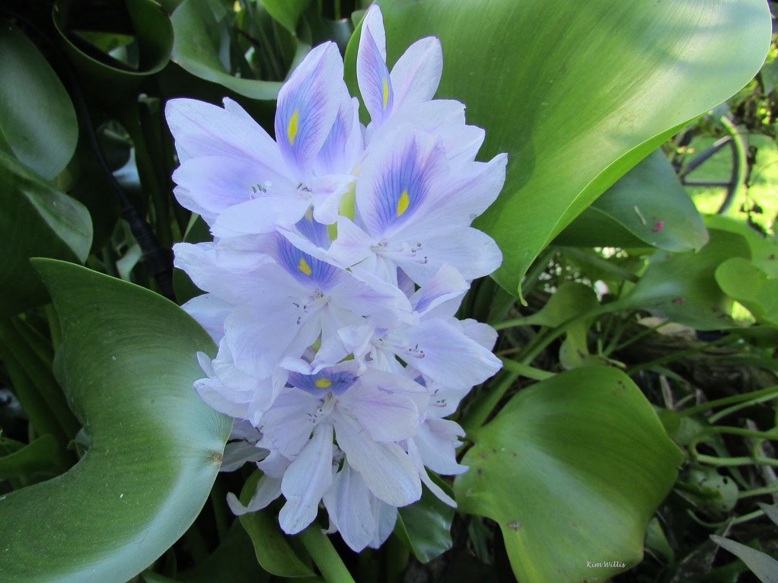 Gardening Granny S Gardening Pages Water Hyacinth
