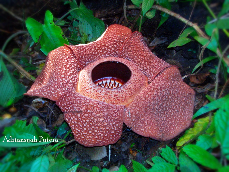Virtual Adrian Bunga  Terbesar  Di  Dunia  Rafflesia  arnoldii