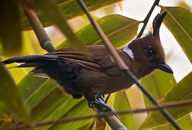 Download Suara Burung Cililin Untuk Masteran Mp3 Durasi Panjang